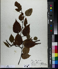 Betula papyrifera image