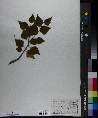 Betula papyrifera image