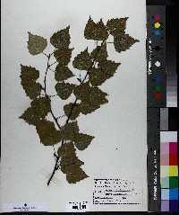 Betula papyrifera image