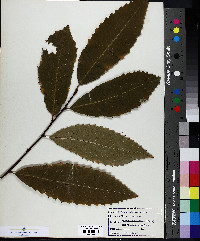 Castanea dentata image