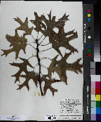 Quercus palustris image