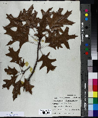 Quercus palustris image