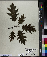 Quercus ellipsoidalis image