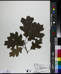 Quercus ellipsoidalis image