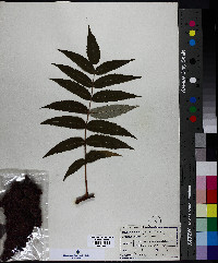 Rhus typhina image