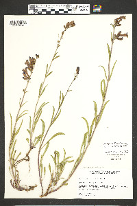 Penstemon strictus image