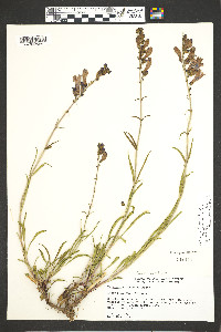 Penstemon strictus image