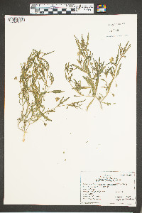 Chamaesaracha coronopus image