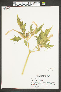 Datura stramonium image