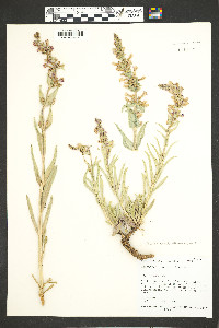 Penstemon angustifolius image