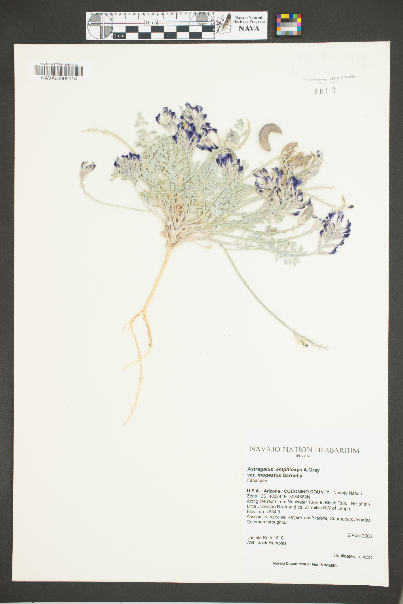 Astragalus amphioxys var. modestus image
