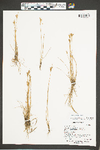 Juncus confusus image