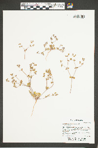 Eriogonum divaricatum image