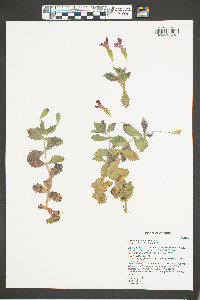 Erythranthe eastwoodiae image