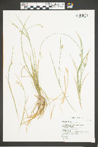 Carex aurea image