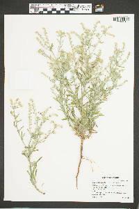 Cryptantha fendleri image