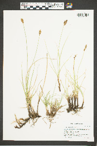 Carex praegracilis image