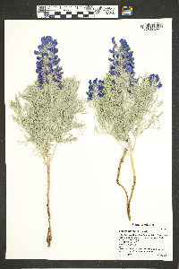 Sophora stenophylla image