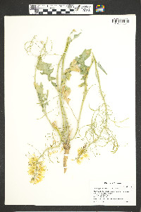 Stanleya albescens image