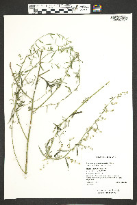 Artemisia ludoviciana subsp. albula image