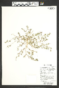 Euphorbia serpillifolia image