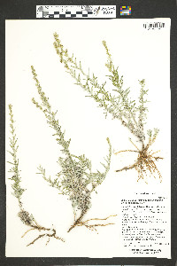 Artemisia ludoviciana subsp. mexicana image