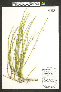 Ephedra viridis image