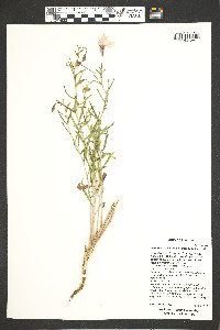 Oenothera pallida image