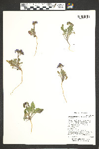 Phacelia petrosa image