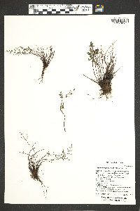 Argyrochosma jonesii image