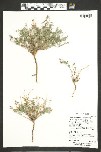 Acmispon oroboides image