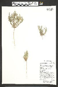 Lappula occidentalis var. cupulata image