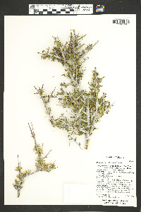 Cercocarpus intricatus image