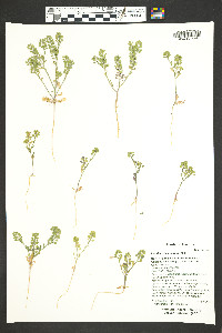 Lepidium lasiocarpum image