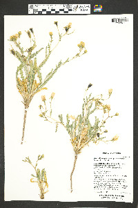 Mentzelia longiloba var. yavapaiensis image