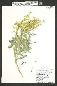 Astragalus drummondii image