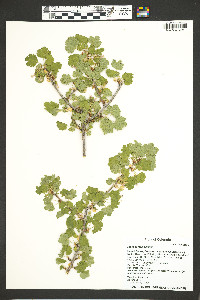 Ribes cereum image