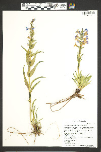 Penstemon angustifolius image