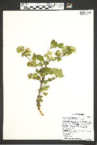 Physocarpus monogynus image