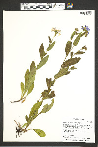 Erigeron formosissimus image