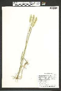 Polypogon monspeliensis image