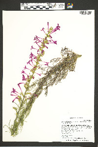 Ipomopsis aggregata image