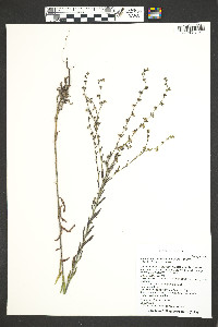 Hackelia floribunda image