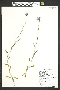 Campanula parryi image