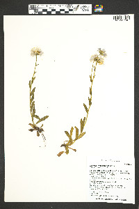 Erigeron formosissimus image