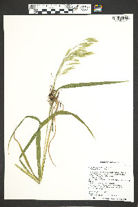 Bromus carinatus image