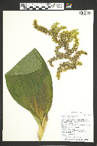 Veratrum californicum image