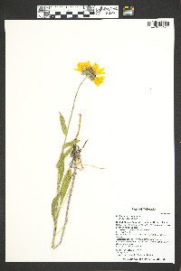 Gaillardia aristata image