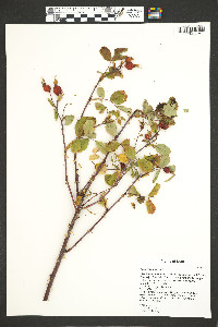 Rosa woodsii image