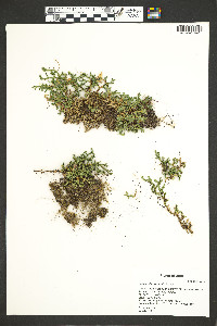 Selaginella watsonii image